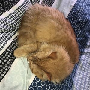 Meet your Posher, Amielle